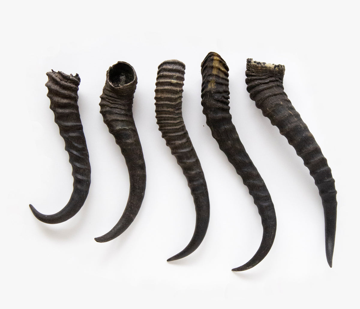 Bones, Horns, & Claws Ballyhoo Curiosity Shop