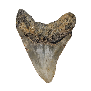 Authentic 4 3/4" Megalodon Shark Tooth Fossil