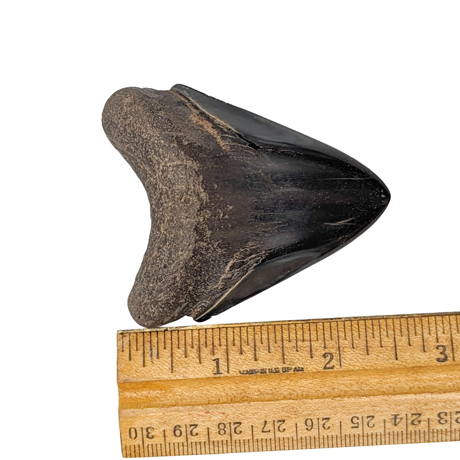 Authentic 2 1/2" Megalodon Shark Tooth Fossil