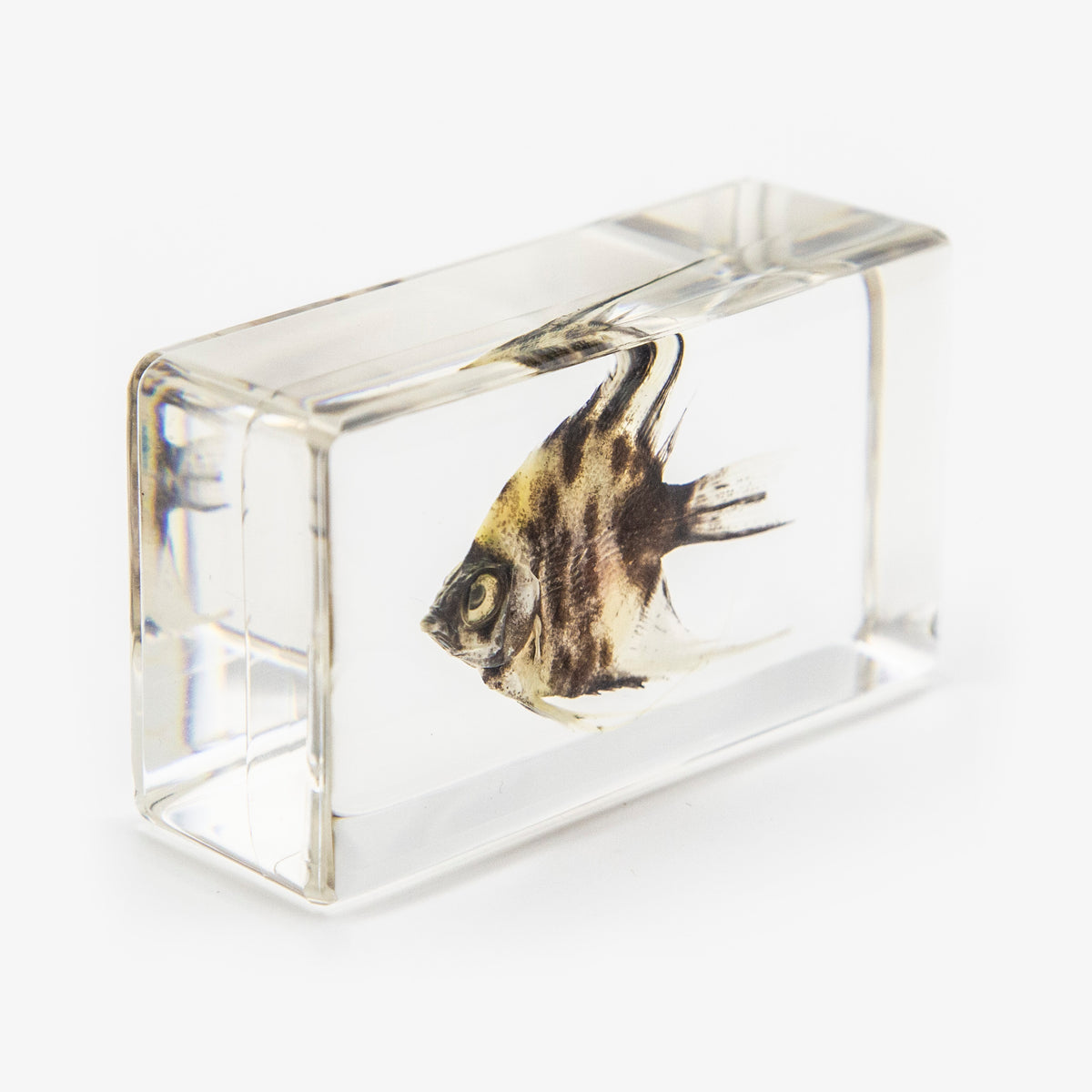 ANGEL FISH Specimen 75 mm Clear Square Resin Lucite Slide Learning