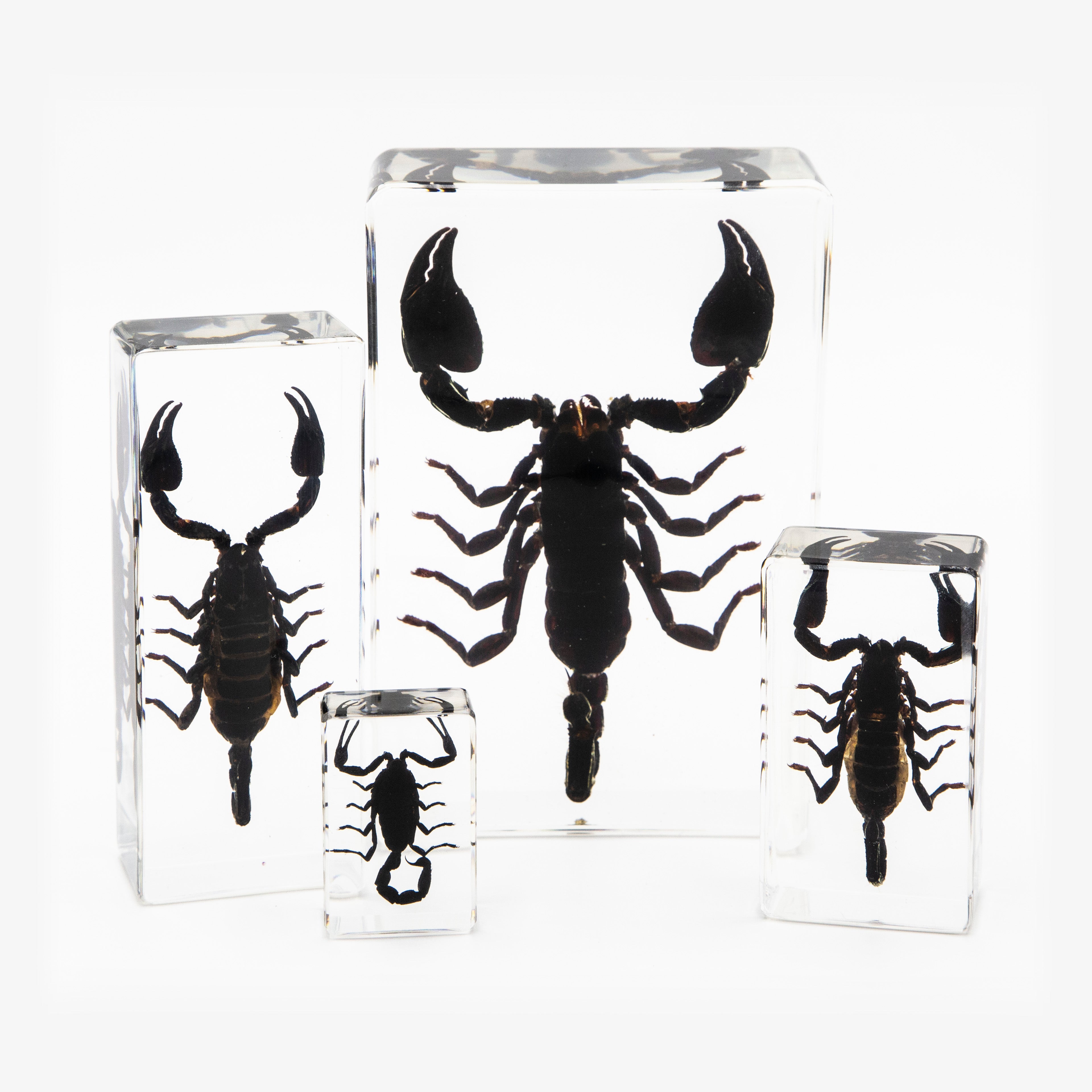 Black Scorpion Resin Paperweight