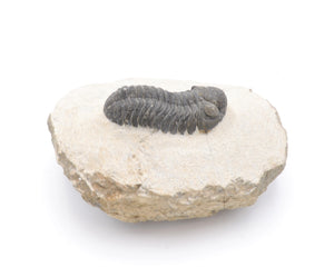 Crotalocephalus Trilobite Fossil