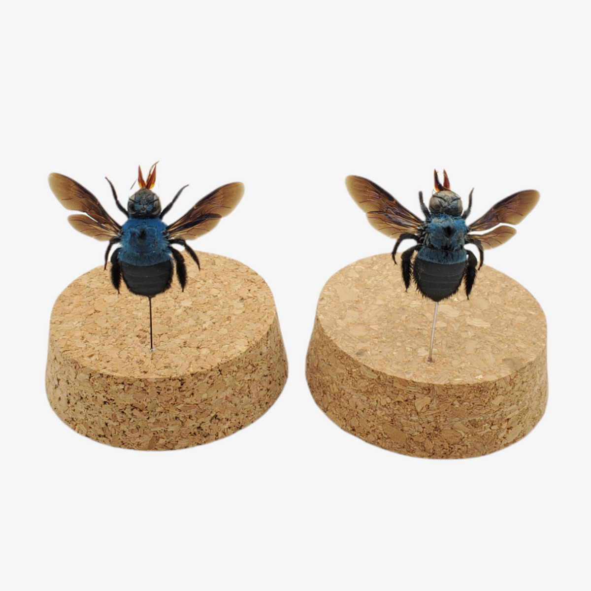 Blue Carpenter Bee – Ballyhoo Curiosity Shop