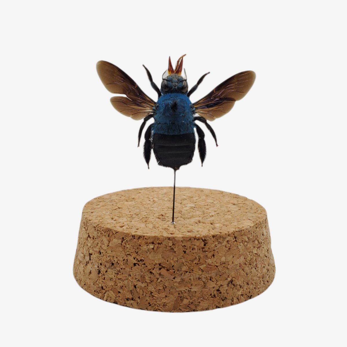 Blue Carpenter Bee – Ballyhoo Curiosity Shop