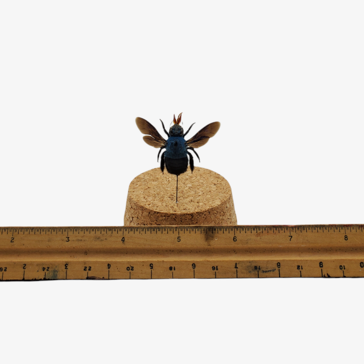 Blue Carpenter Bee – Ballyhoo Curiosity Shop
