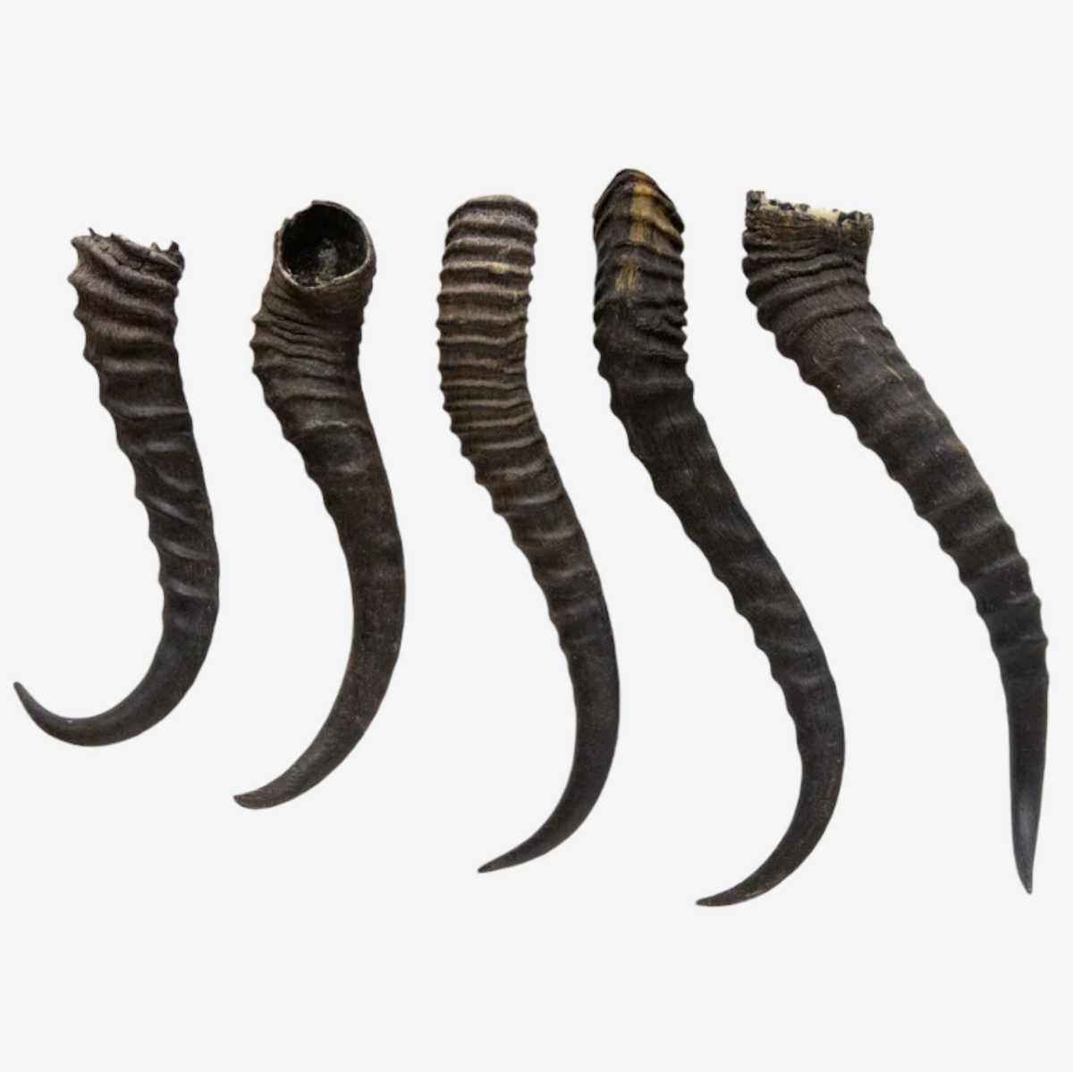 Springbok Antelope Horn Ballyhoo Curiosity Shop