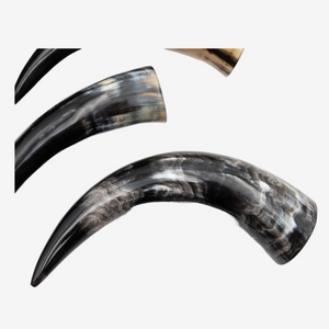 Polished Cow Horn