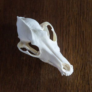 Coyote Skull