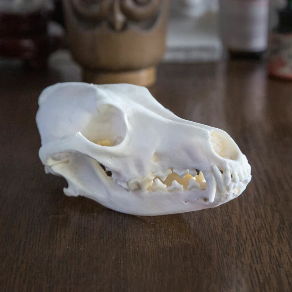 Coyote Skull