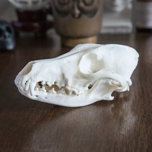 Coyote Skull