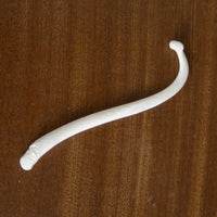 Raccoon Baculum (Penis Bone)