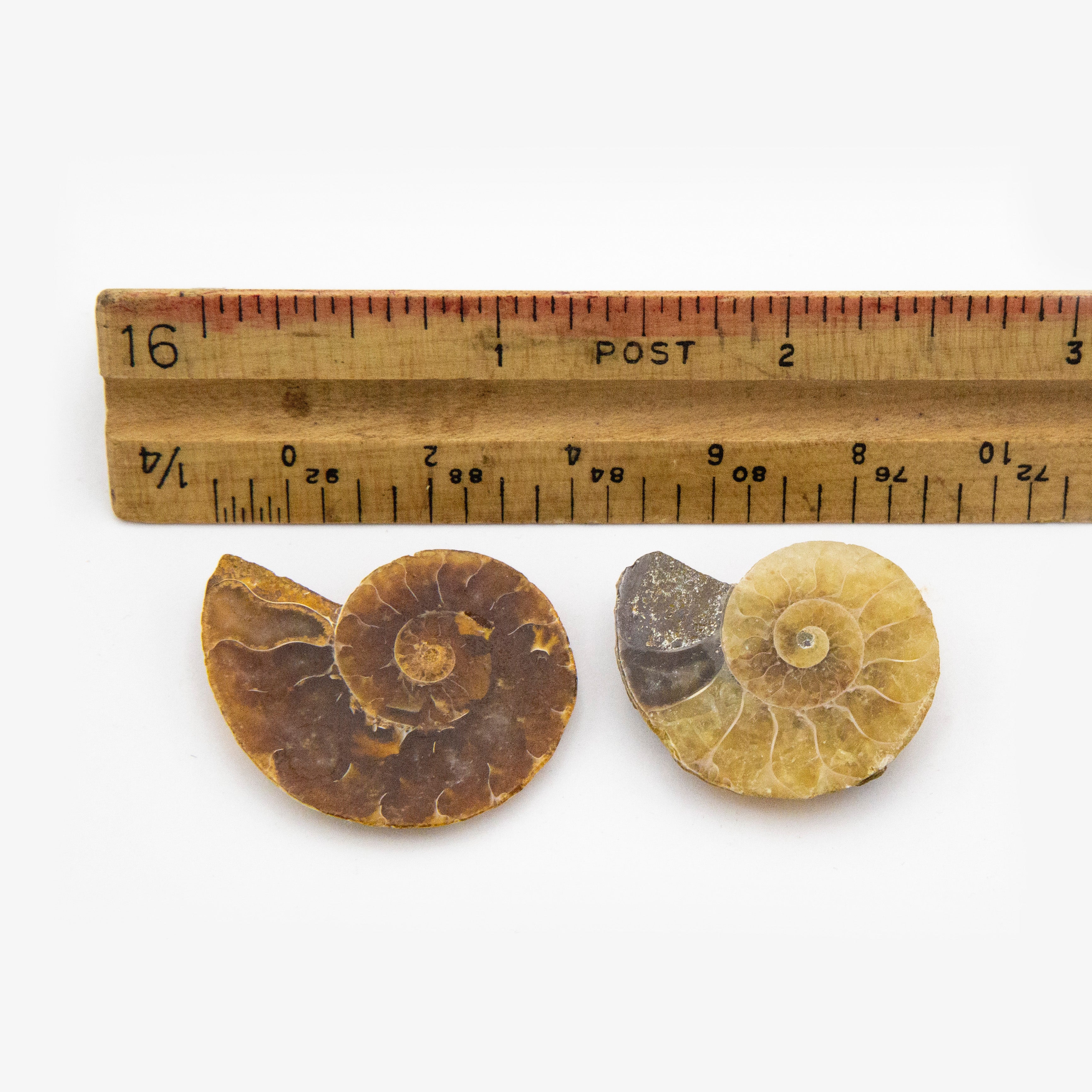 Fossil Ammonite Cross-Section