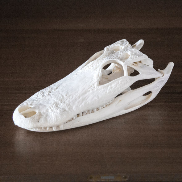 American Alligator Skull