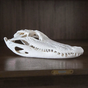 American Alligator Skull