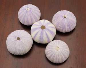 Purple Sea Urchin