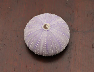 Purple Sea Urchin