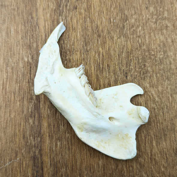 Beaver Jawbone