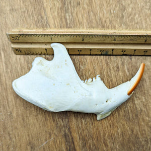 Beaver Jawbone