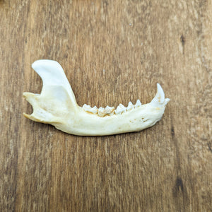 Raccoon Jawbone