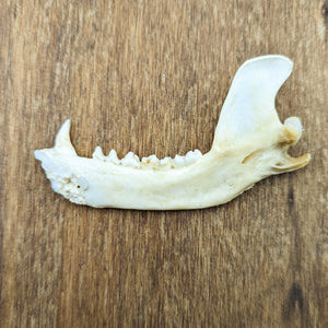 Raccoon Jawbone