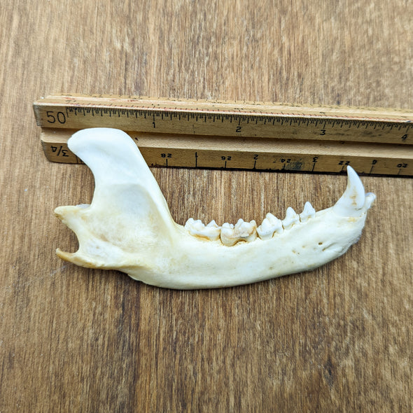 Raccoon Jawbone