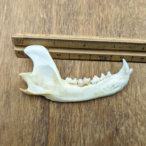 Raccoon Jawbone