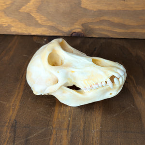Adult Female Chacma Baboon Skull