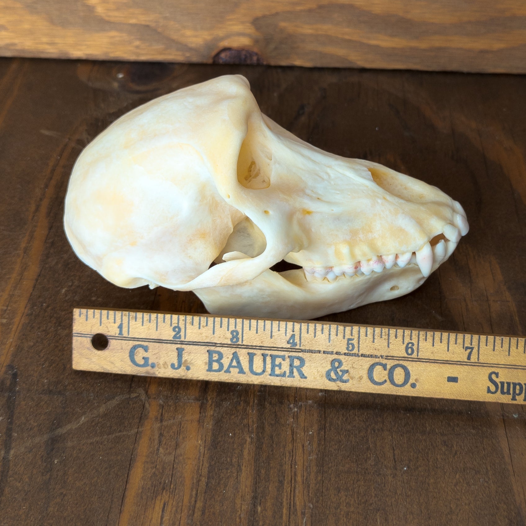 Adult Female Chacma Baboon Skull