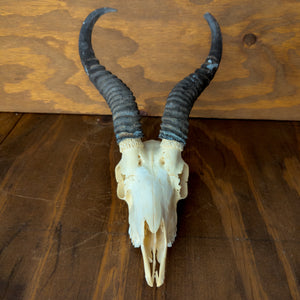 Springbok Skull