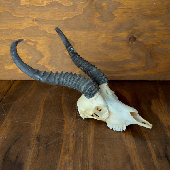 Springbok Skull