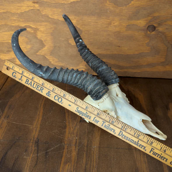 Springbok Skull