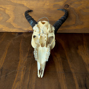 Springbok Skull