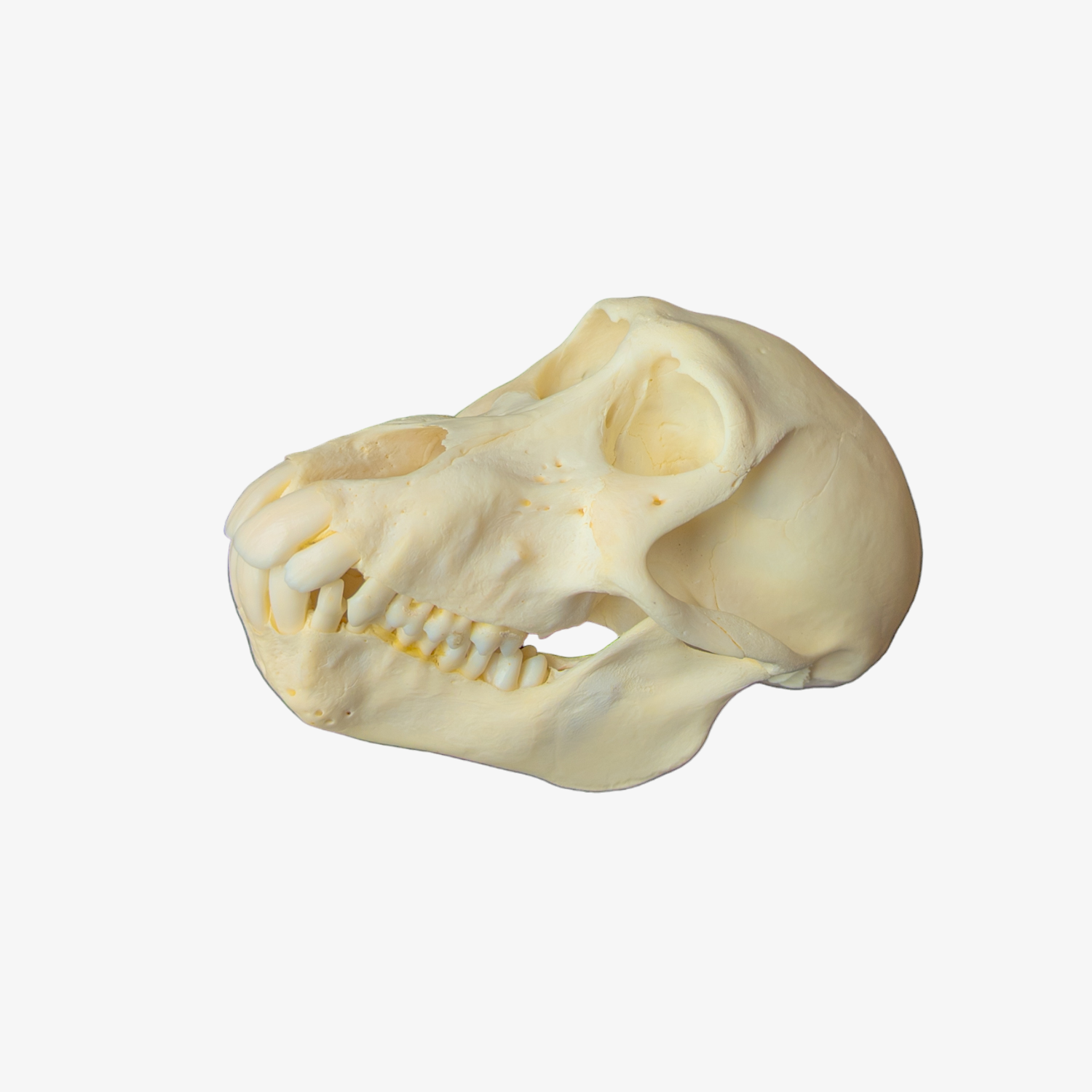 Adult Female Chacma Baboon Skull (Discounted)