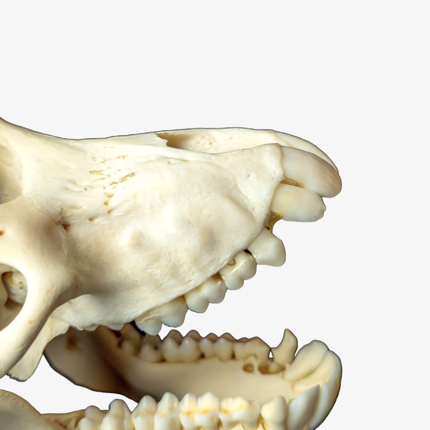 Adult Female Chacma Baboon Skull (Discounted)