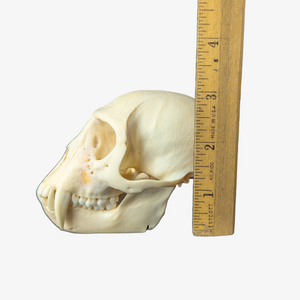 Vervet Monkey Skull (Adult Male)