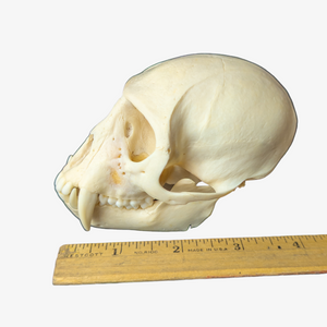 Vervet Monkey Skull (Adult Male)