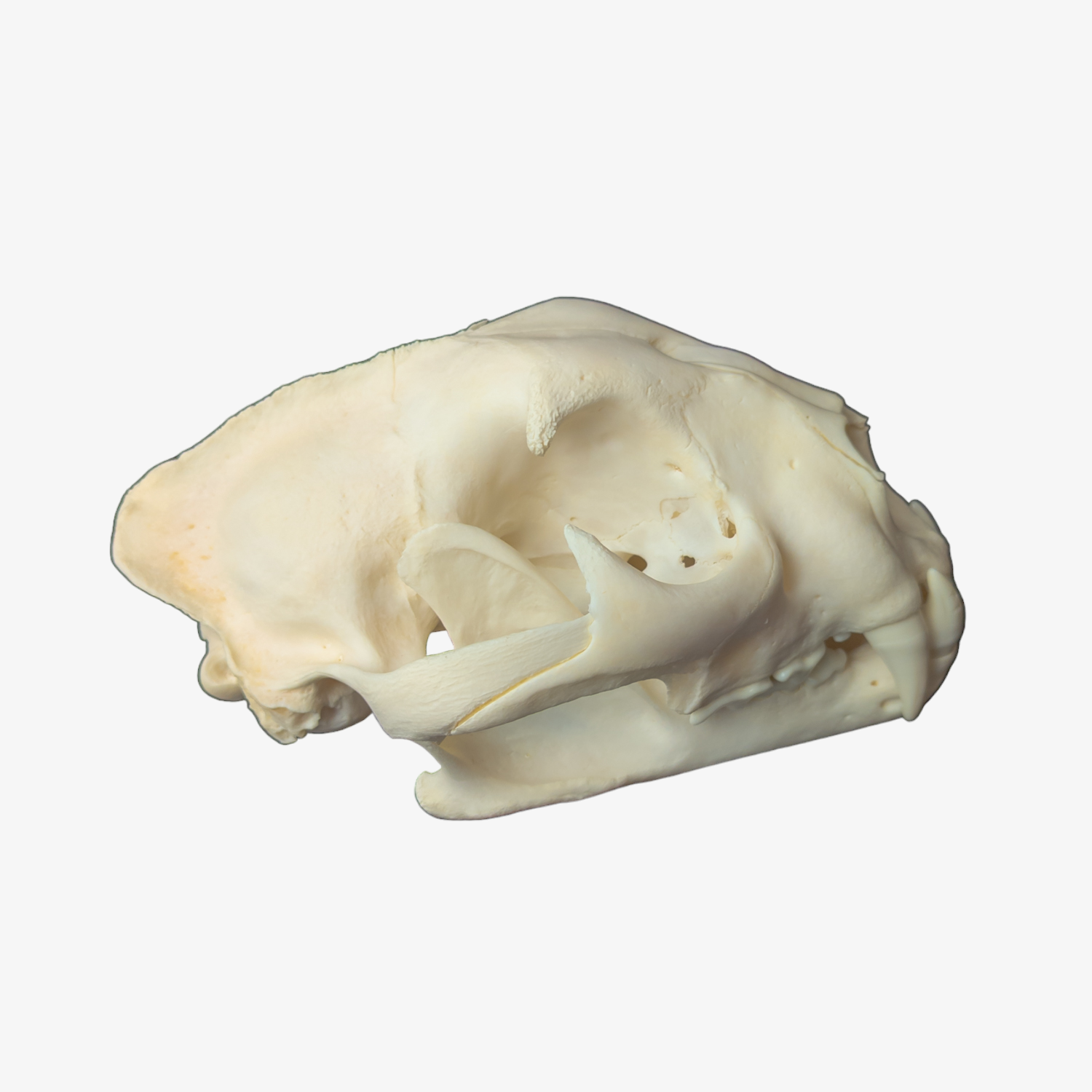 XXL Mountain Lion / Cougar Skull