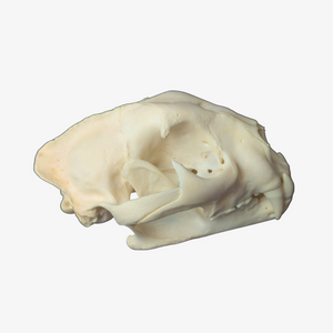 XXL Mountain Lion / Cougar Skull