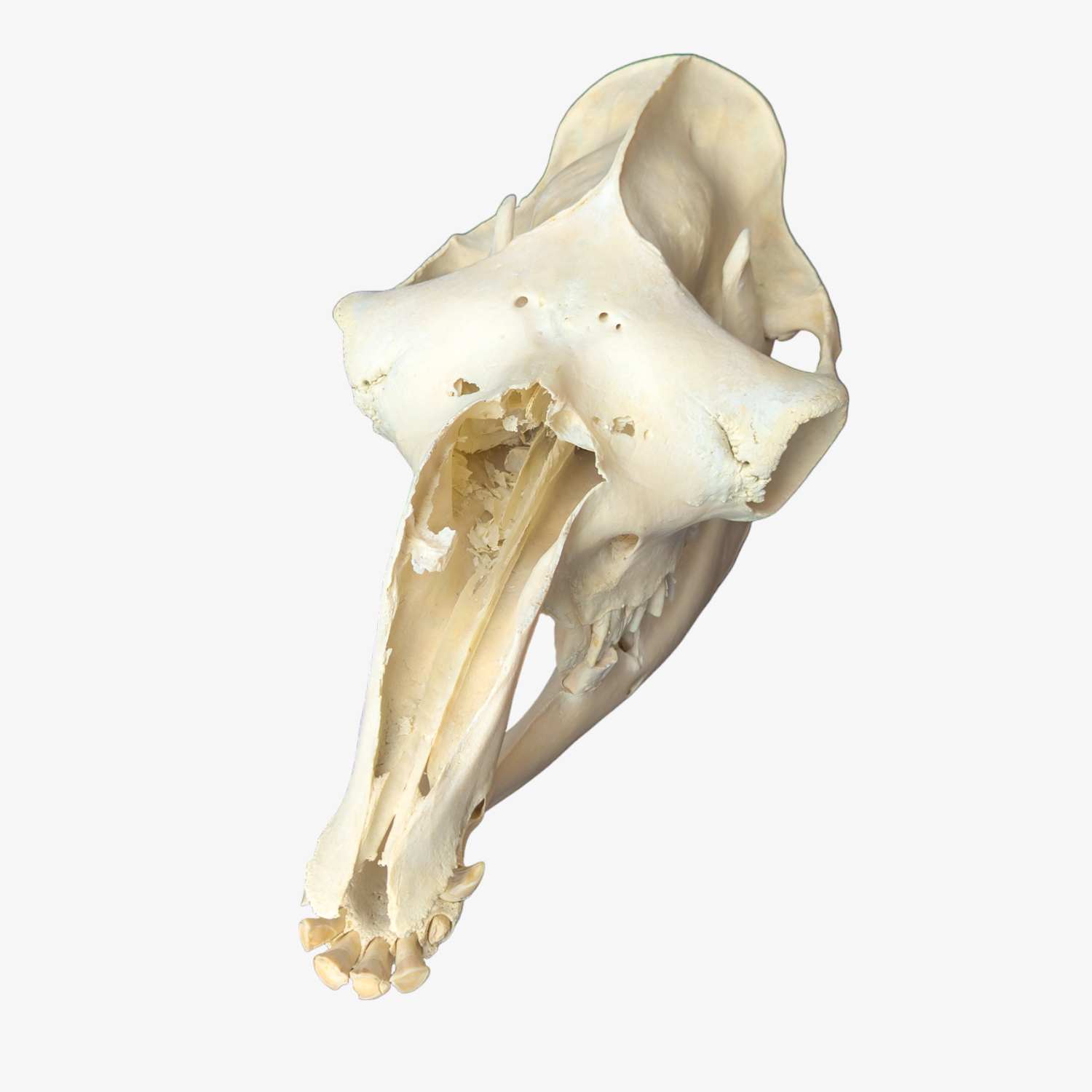 Dromedary Camel Skull (Damaged Nasal Bones)