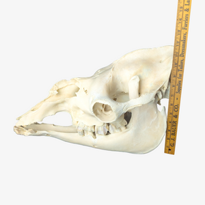 Dromedary Camel Skull (Damaged Nasal Bones)
