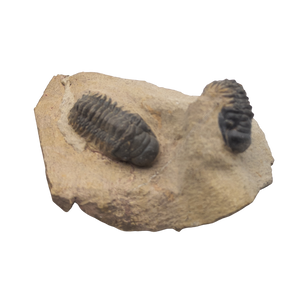 Double Crotalocephalus Trilobite Fossil (Copy)