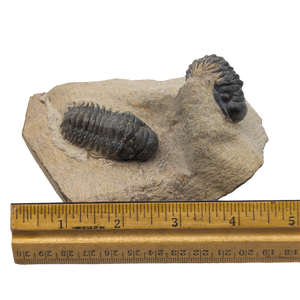 Double Crotalocephalus Trilobite Fossil (Copy)