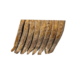 Genuine Woolly Mammoth Bisected Fossil Tooth