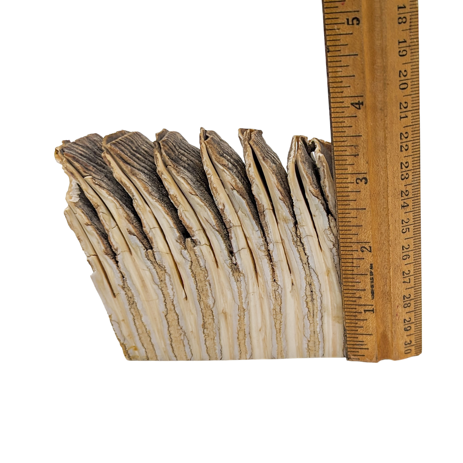 Genuine Woolly Mammoth Bisected Fossil Tooth