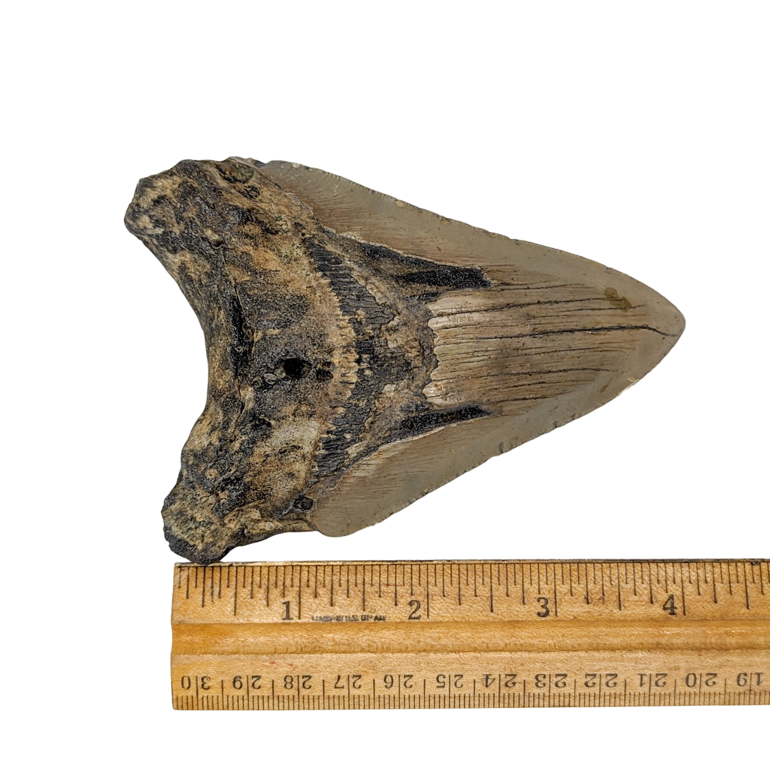 Authentic 4 1/2" Megalodon Shark Tooth Fossil