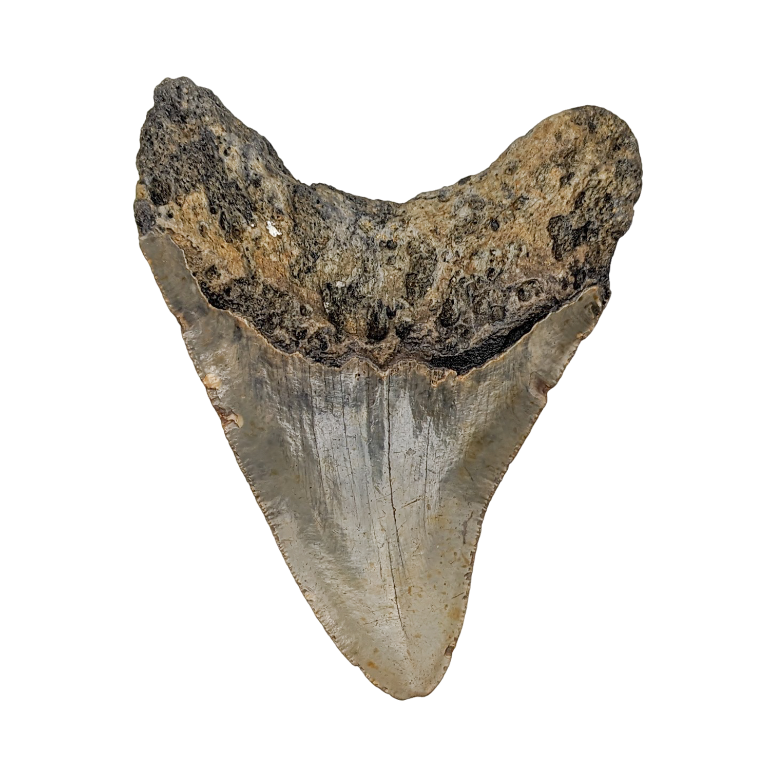 Authentic 4 3/4" Megalodon Shark Tooth Fossil