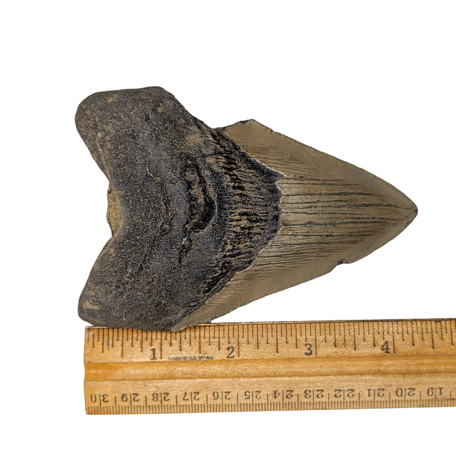 Authentic 4 1/2" Megalodon Shark Tooth Fossil