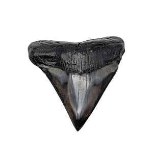 Authentic 2 3/8" Megalodon Shark Tooth Fossil