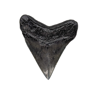 Authentic 2 3/8" Megalodon Shark Tooth Fossil