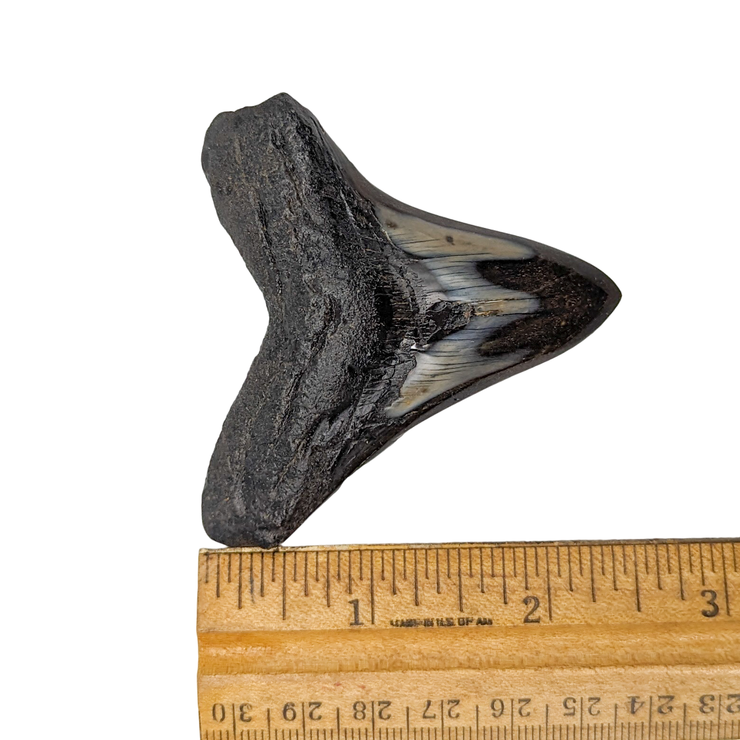 Authentic 2 7/16" Megalodon Shark Tooth Fossil